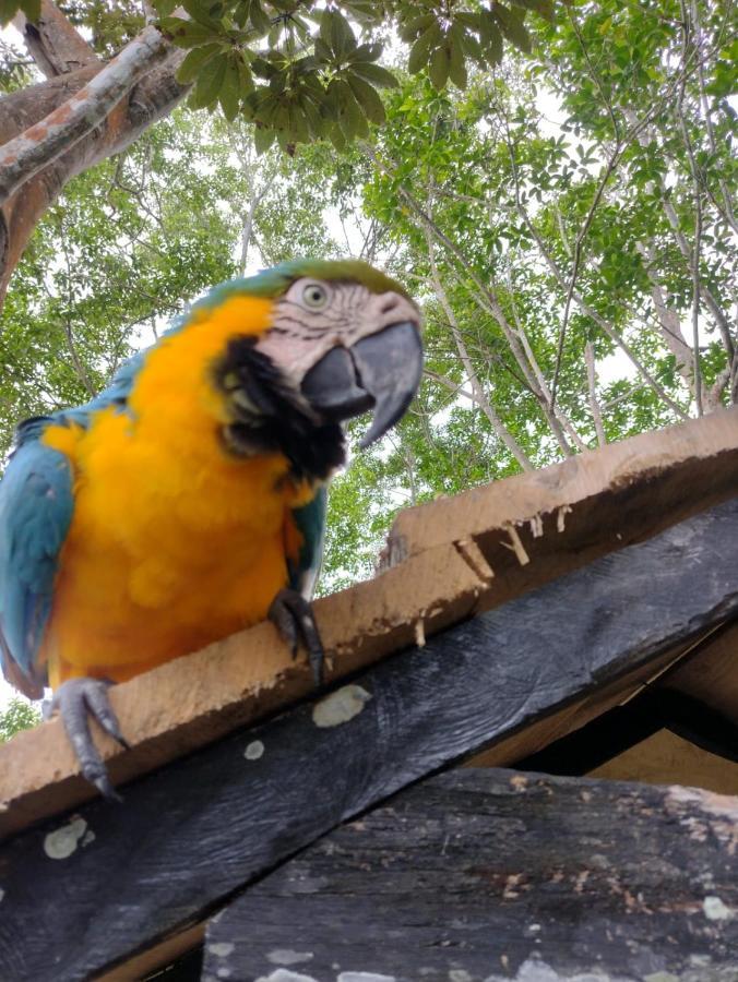 Hotel Alto Amazonas Leticia Eksteriør billede