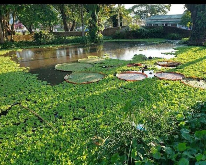 Hotel Alto Amazonas Leticia Eksteriør billede