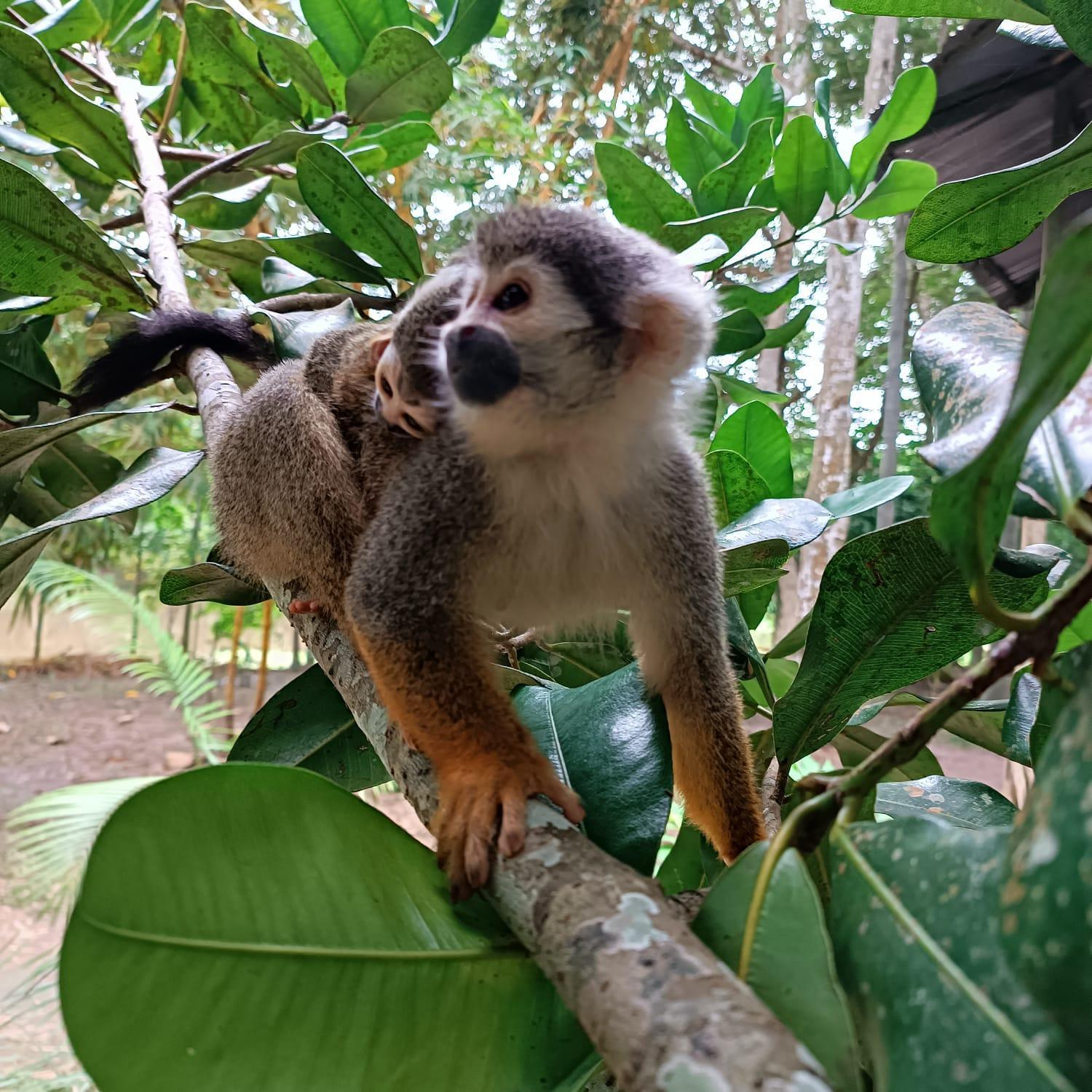 Hotel Alto Amazonas Leticia Eksteriør billede